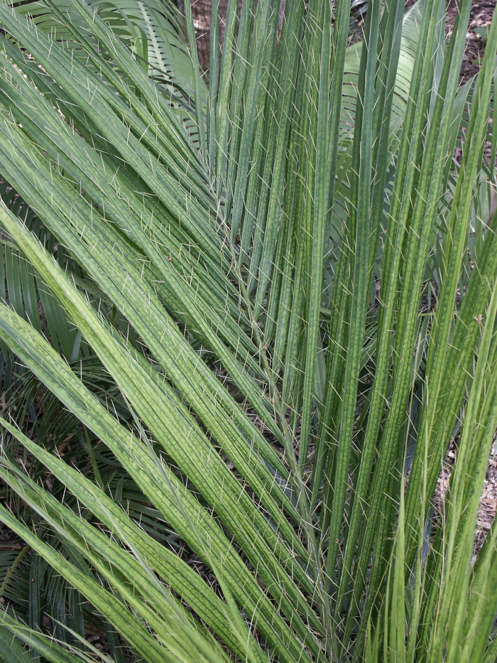 쿠바벨리 야자 - Cuban Belly Palm, Corojo palm, Gastrococos crispa, Acrocomia crispa