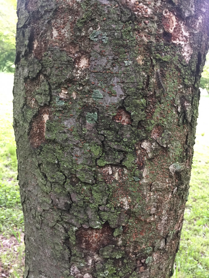 느티나무 - Japanese Zelkova, Zelkova serrata (Thunb.) Makino