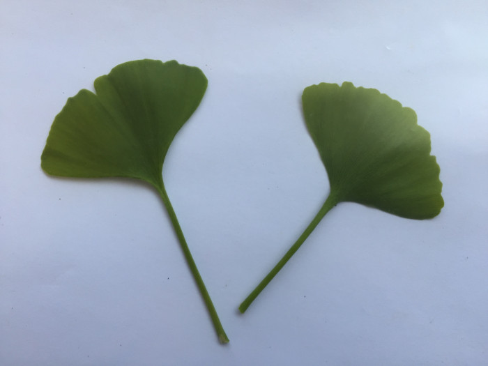 은행나무 - Ginkgo biloba L.