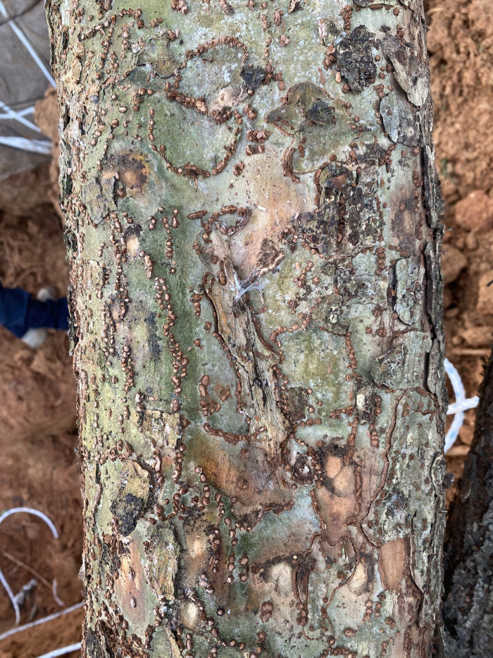 참느릅나무 - autumn elm, Ulmus parvifolia Jacq.