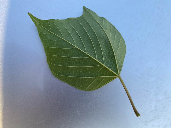 예덕나무 - Mallotus japonicus (Thunb.) Muell. Arg.