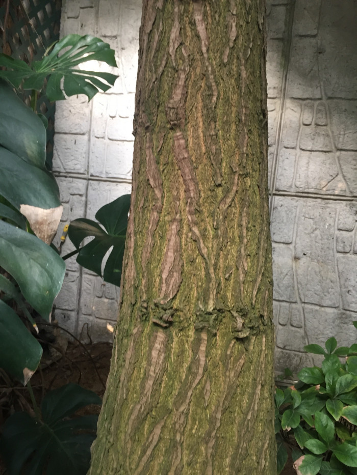 덕구리난 - Pony Tail Palm, Beaucarnea recurvata