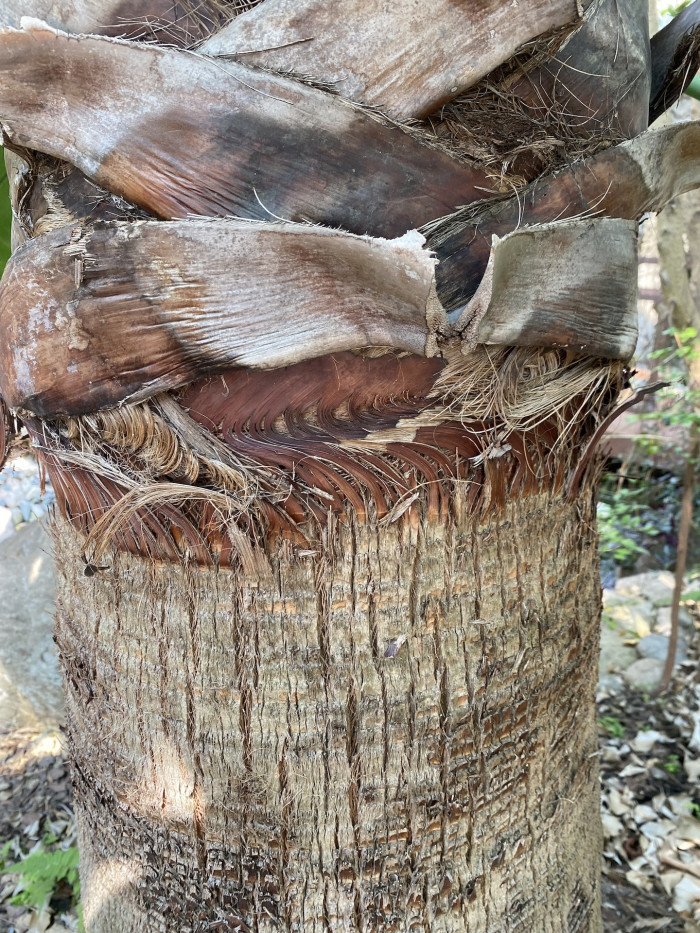 워싱턴야자 줄기 - Washington palm, California Fan Palm, Washingtonia filifera