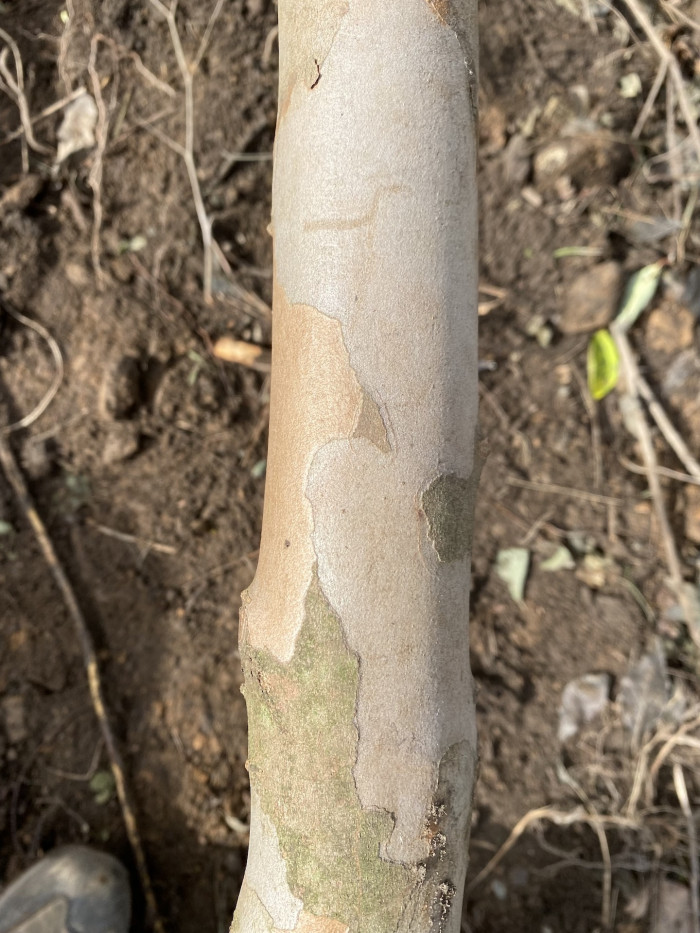 노각나무 - Stewartia pseudocamellia Maxim.