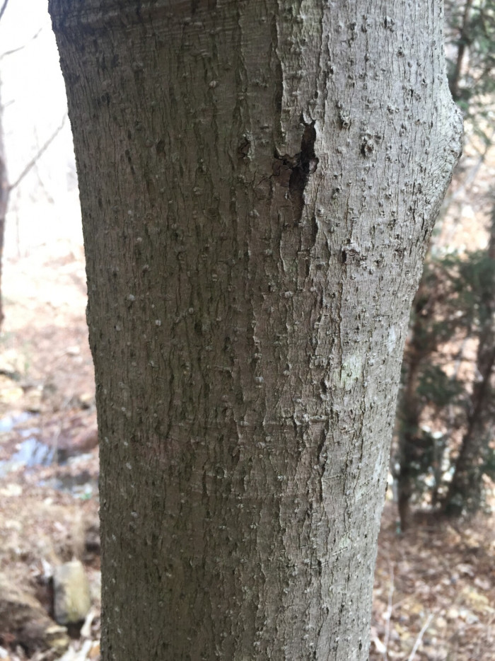 일본목련 - Magnolia obovata Thunb.