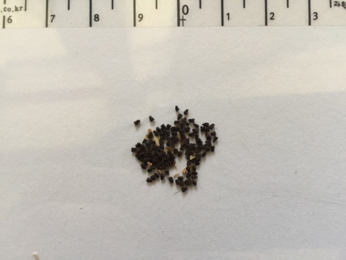 덩굴금어초 - Asarina procumbens Mill.