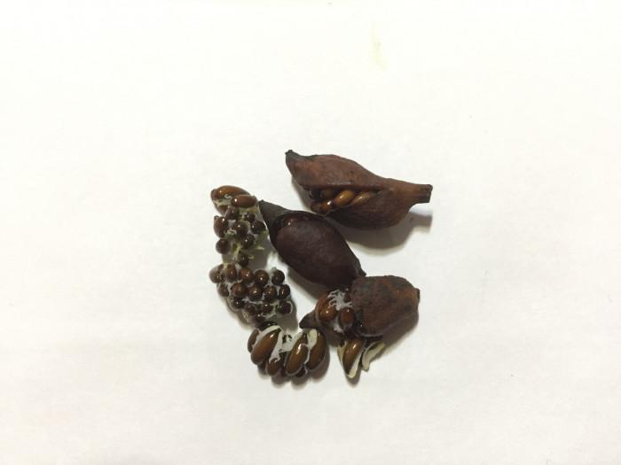 깽깽이풀 - Jeffersonia dubia