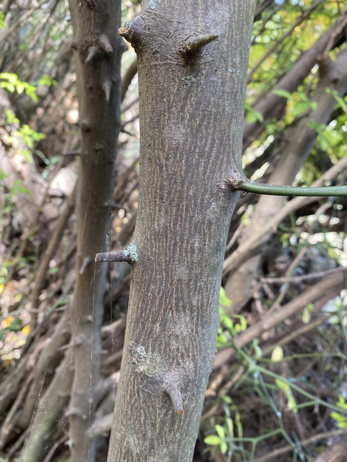 탱자나무 - trifoliate orange, Poncirus trifoliata, Cirus trifoliata Raf.