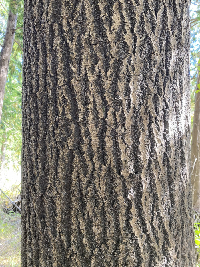 은사시나무 - Populus alba X P. glandulosa
