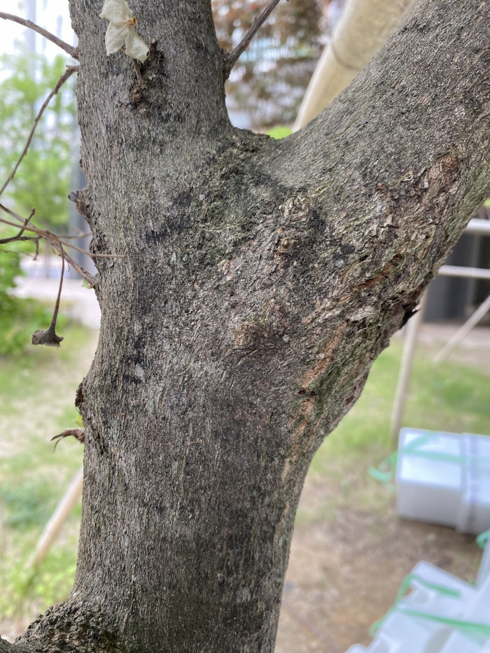 때죽나무 - Styrax japonica