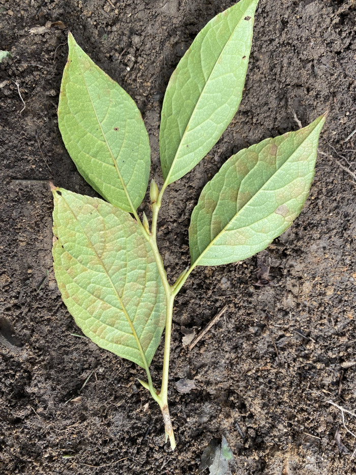 노각나무 - Stewartia pseudocamellia Maxim.