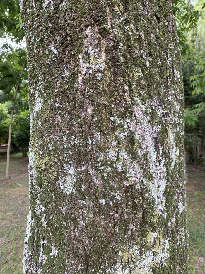 들메나무 - Manchurian Ash, Fraxinus mandshurica Rupr.