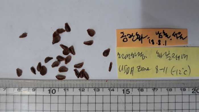 금관화 - blood flower, scarlet Milkweed, Asclepias curassavica