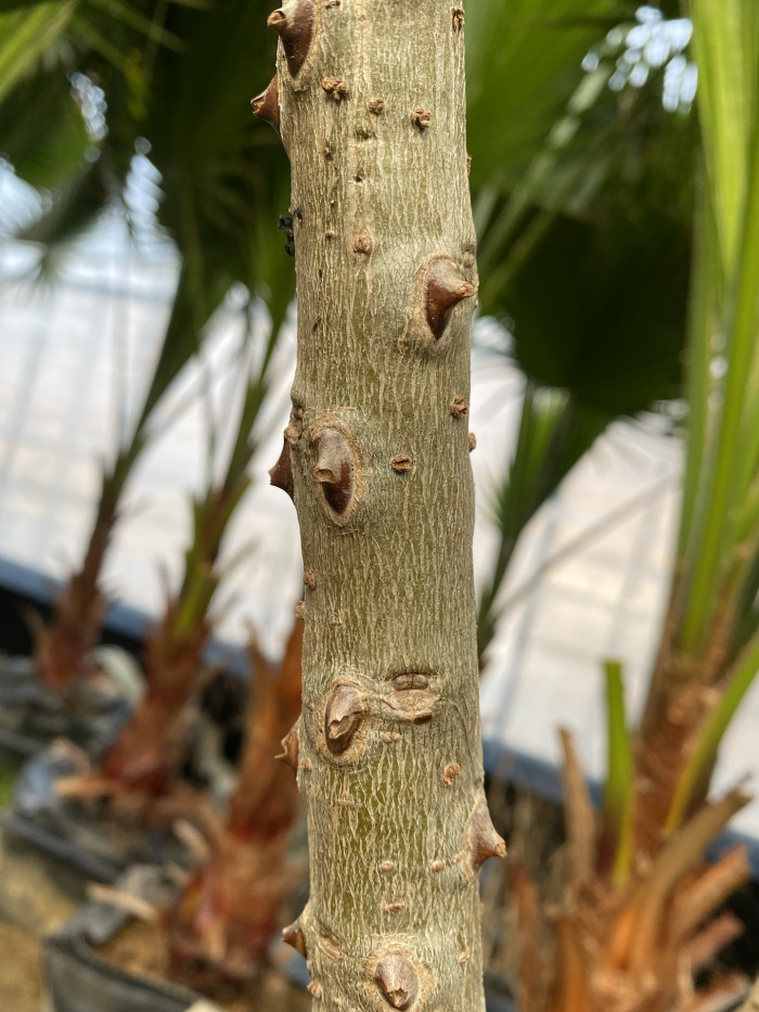 브라질 산호나무 - cockspur coral tree, Erythrina crista-galli L.