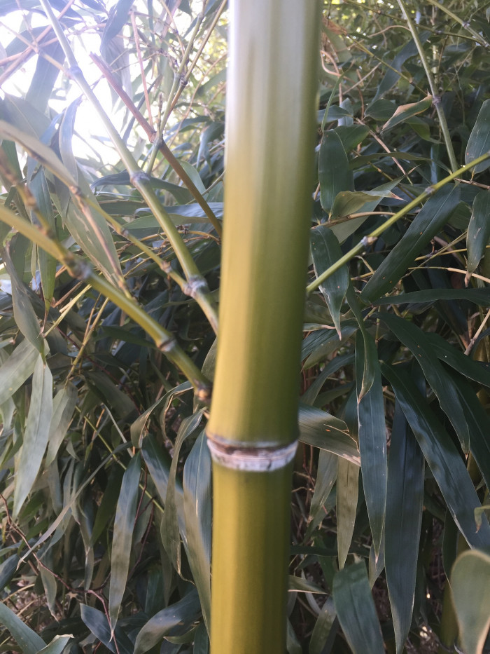 대나무 - Bamboo, Bambuseae