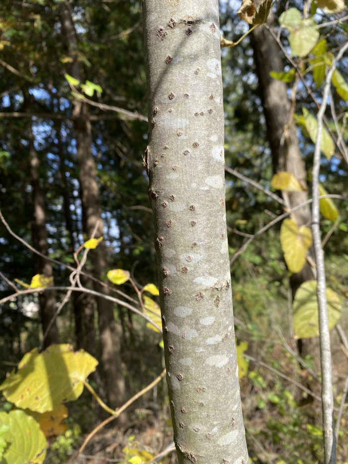 은사시나무 - Populus alba X P. glandulosa