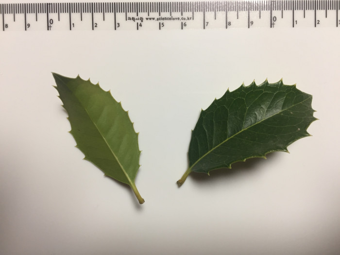 호랑가시나무 - Ilex cornuta Lindl. & Paxton