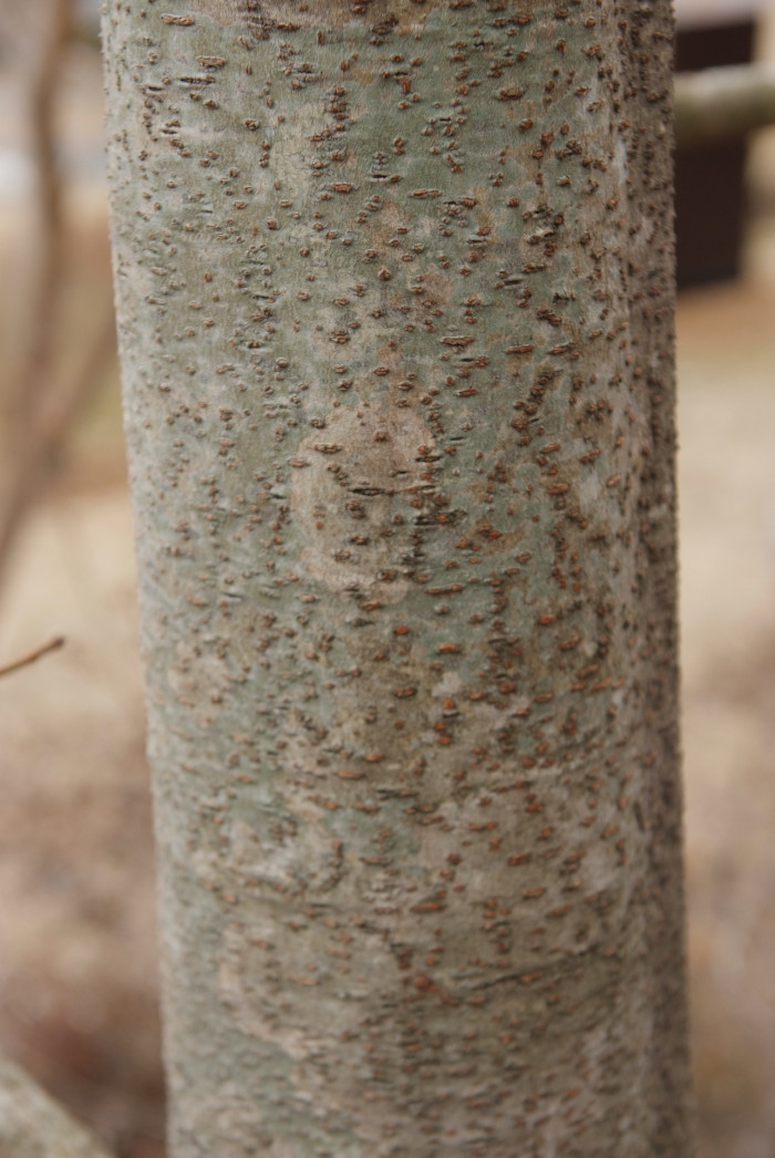 이나무 - Idesia polycarpa Maxim.