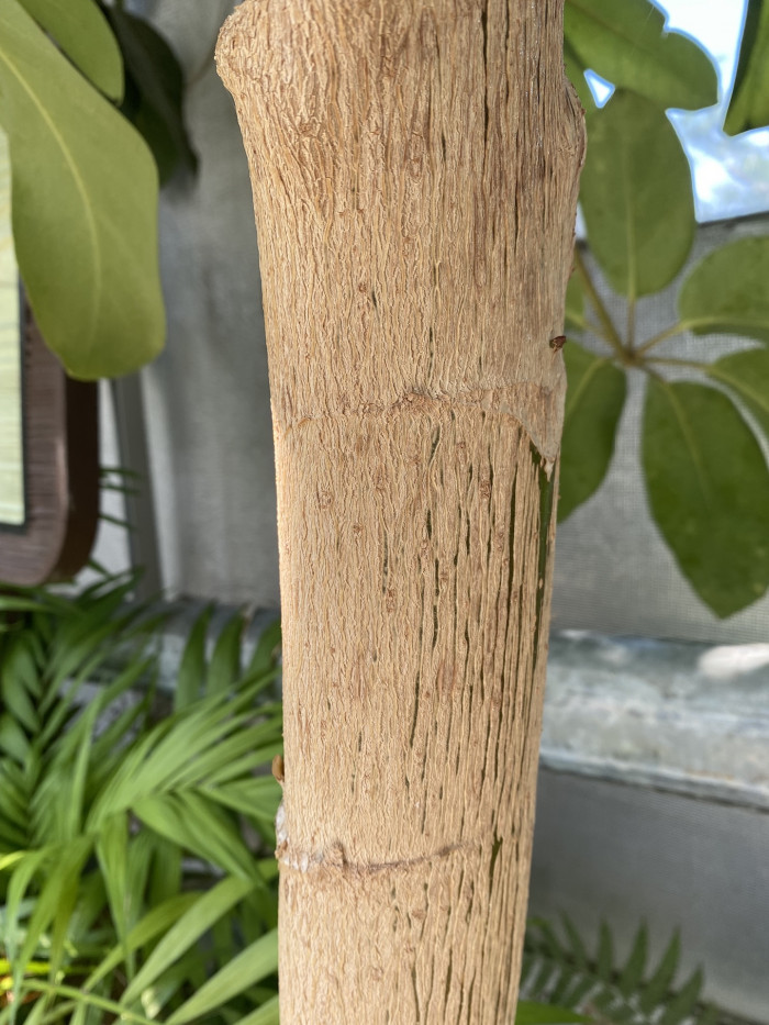 쉐프레라 악티노필라 - Schefflera actinophylia