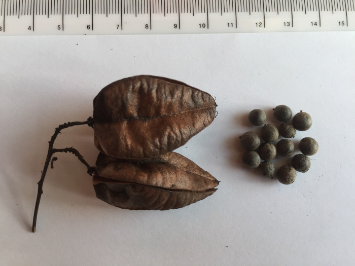 모감주나무 - Koelreuteria paniculata Laxmann