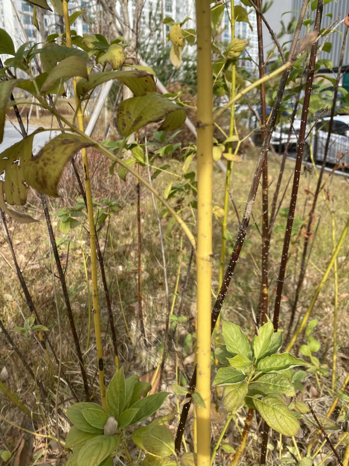 노랑말채 - Cornus alba cv. aurea