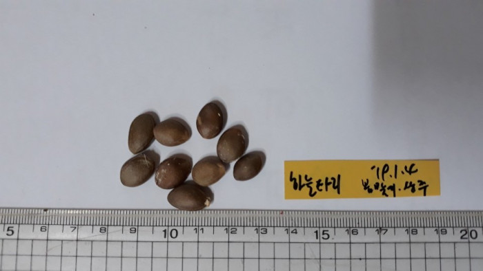 하늘타리 - Trichosanthes kirilowii Maxim.