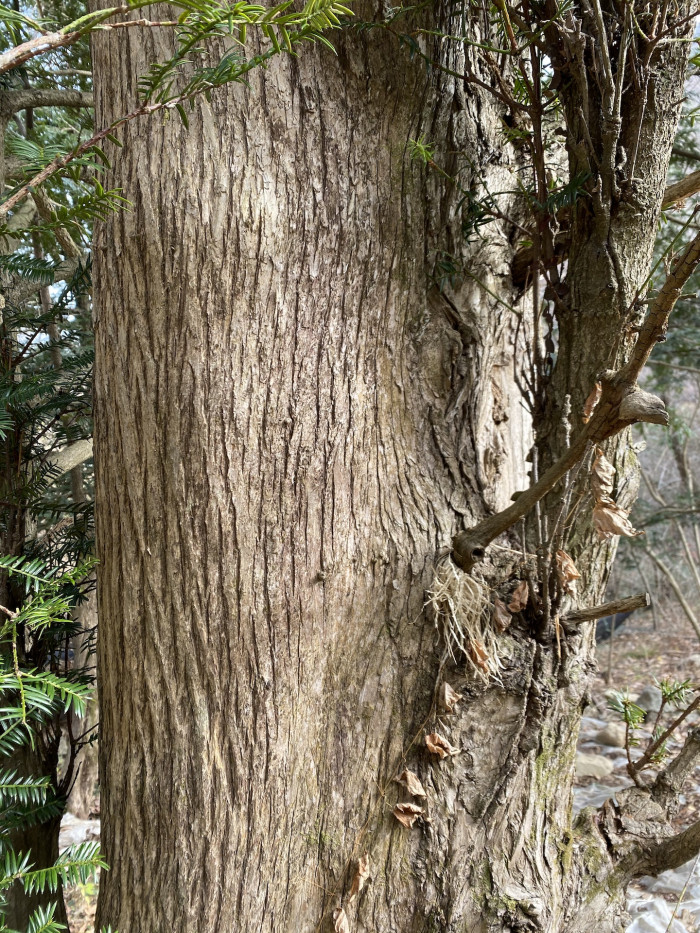 비자나무 - 1, Torreya nucifera (L.) Siebold & Zucc.