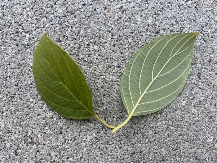 노랑말채 - Cornus alba cv. aurea