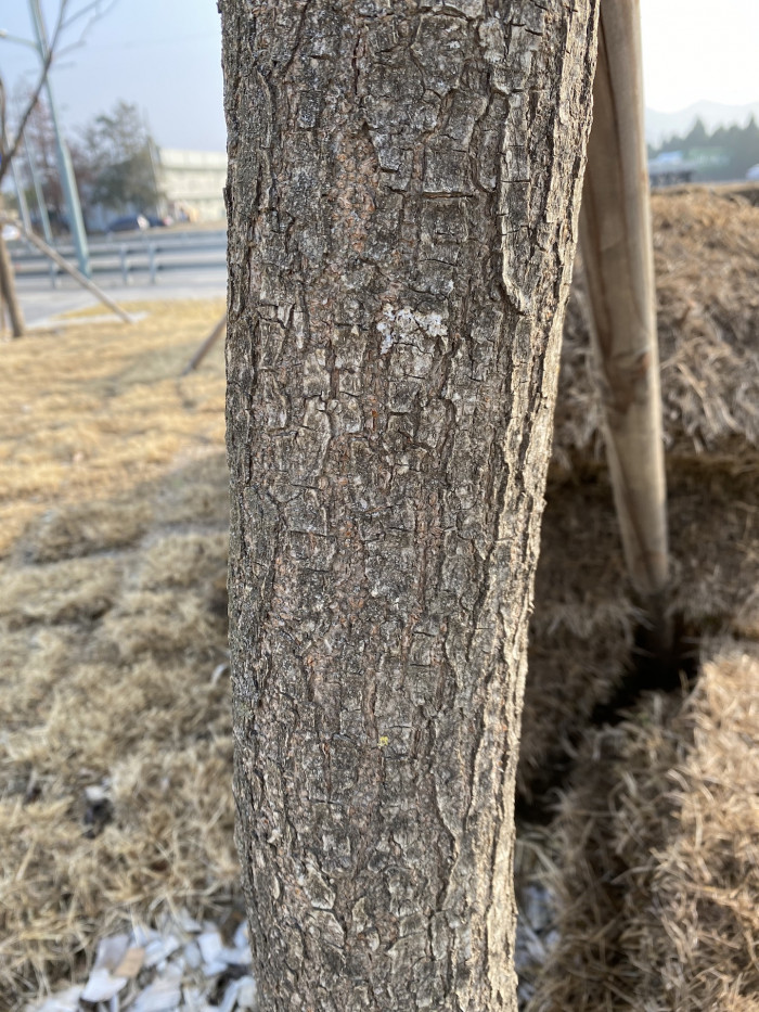 모감주나무 - Koelreuteria paniculata Laxmann