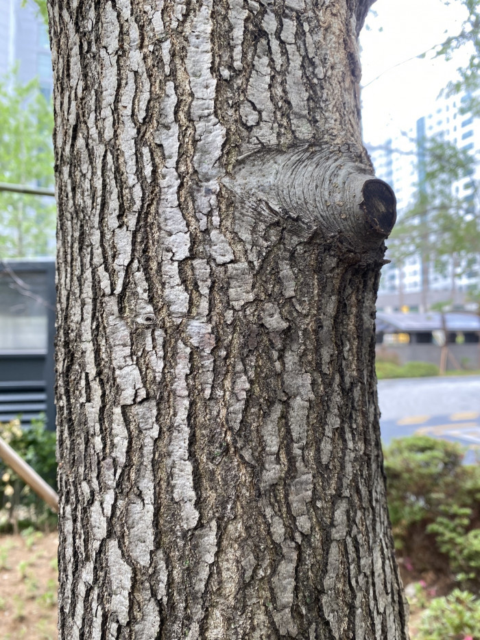 대왕참나무 - Pin Oak Tree, Quercus palustris