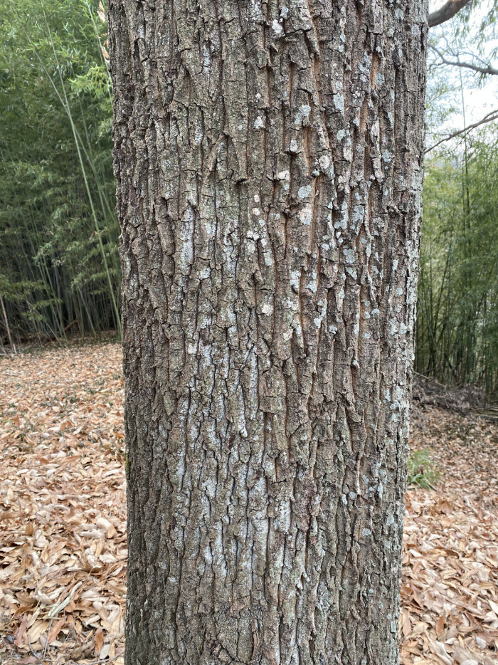 상수리나무 - Quercus acutissima Carruth.