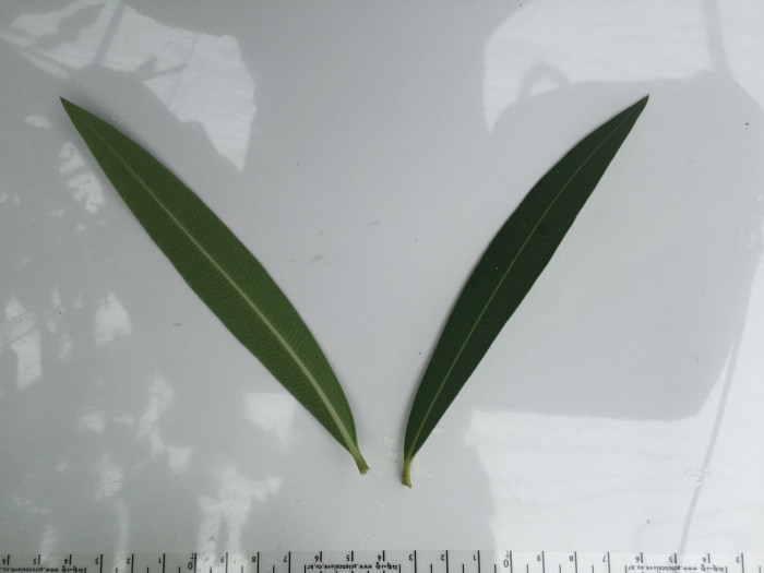 협죽도 - Oleander, Indian Oleander, Nerium indicum Mill.