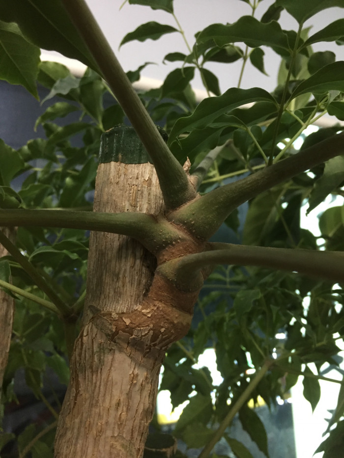 해피트리 - Root or bark of Fragrant heteropanax, Heteropanax fragrans