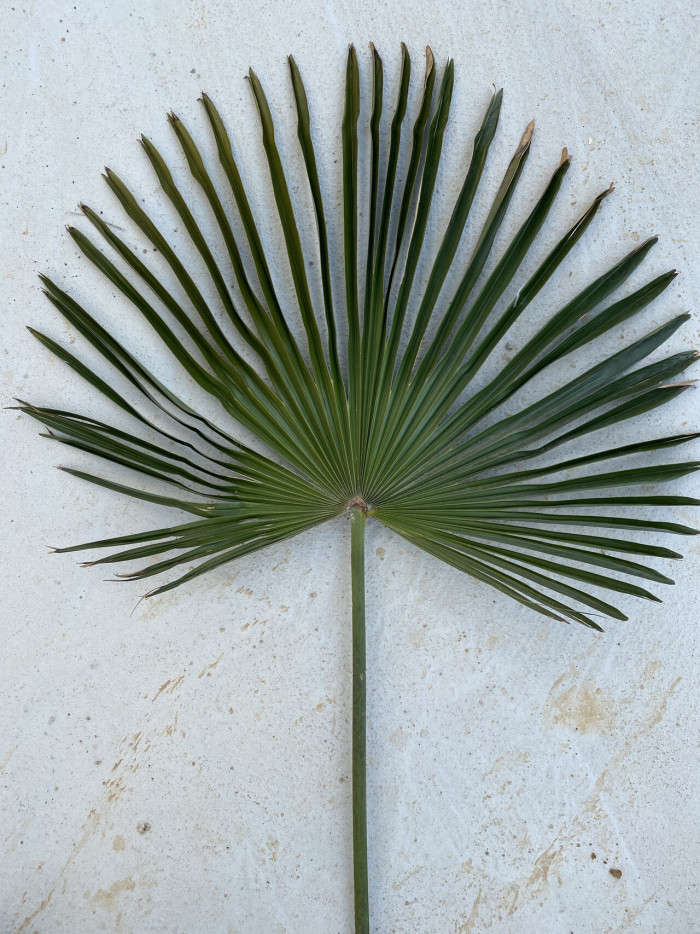 당종려 - Chinese windmill palm, windmill palm, Chusan palm, Trachycarpus fortunei