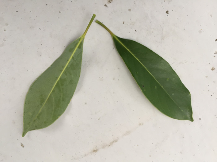 후박나무 - Machilus thunbergii