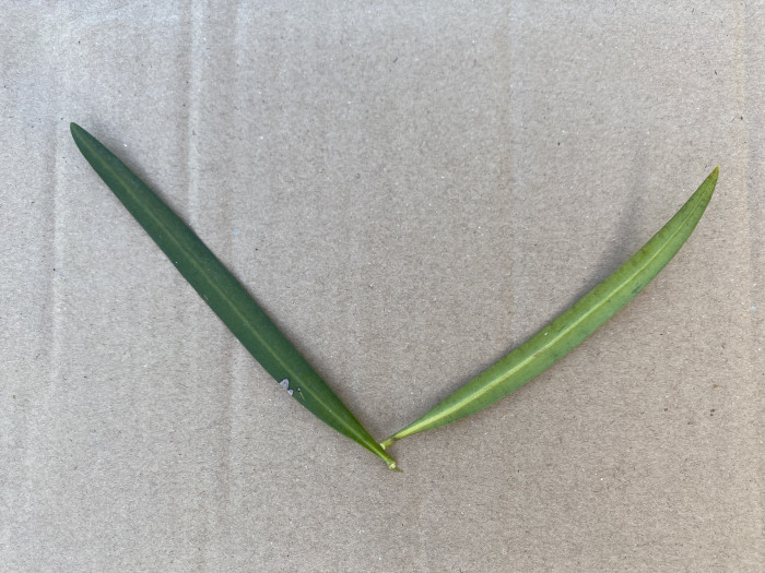 나한송 - Podocarpus macrophyllus (Thunb.) D.Don