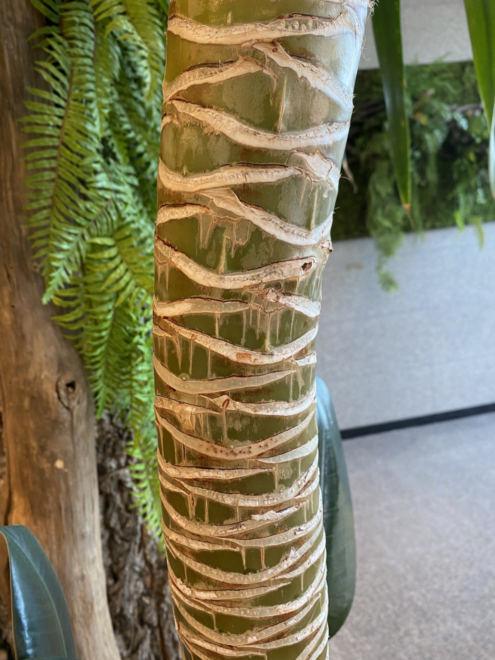 용혈수 - Dragon blood tree, Dracaena draco