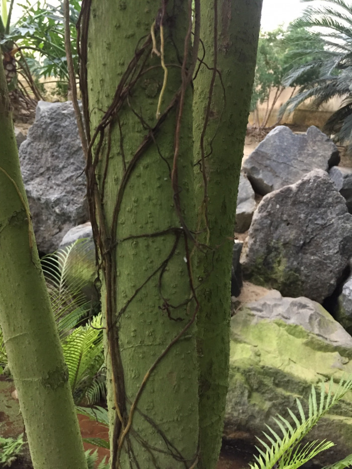 홍콩대엽 - schefflera actinophylla