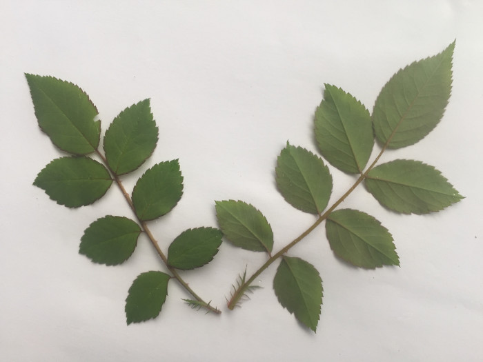 찔레꽃 - Rosa multiflora, Rosa multiflora Thunb. var. multiflora