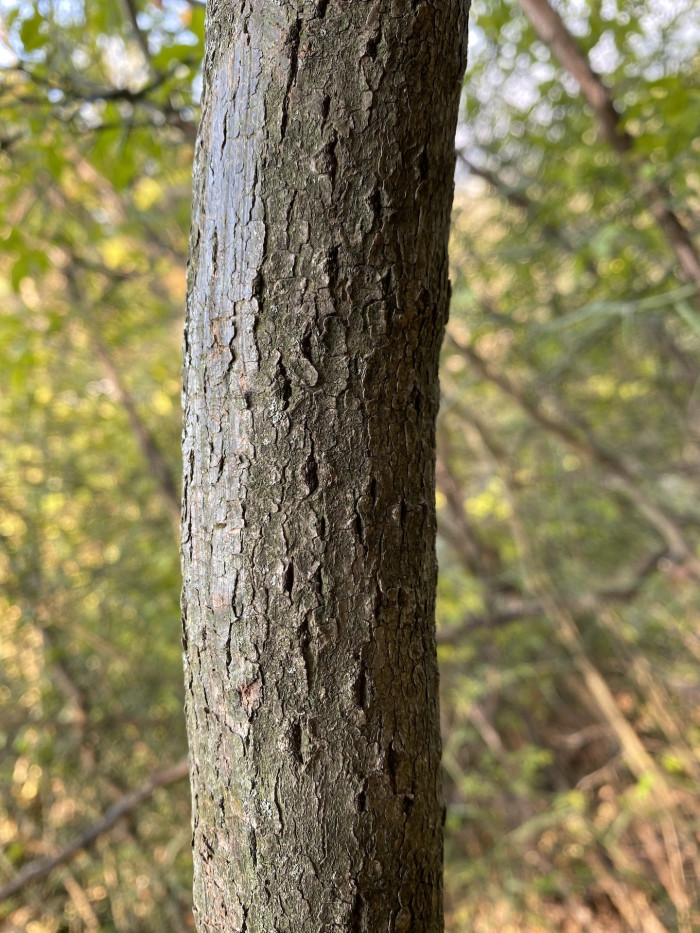 개머루 - Ampelopsis brevipedunculata (Maxim.) Trautv.