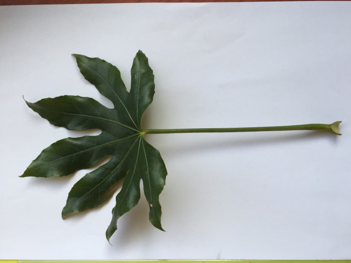 팔손이 - False aralia, Fatsia japonica (Thunb.) Decne. & Planch.