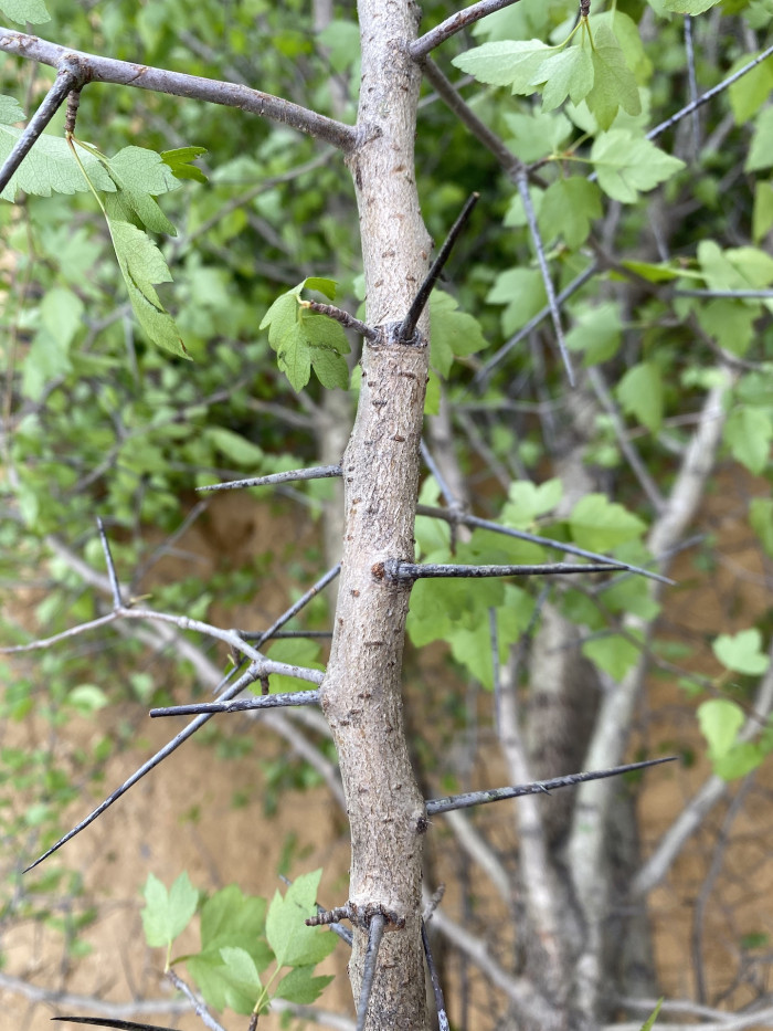 산사나무 - Mountain hawthorn, Crataegus pinnatifida Bunge for. pinnatifida