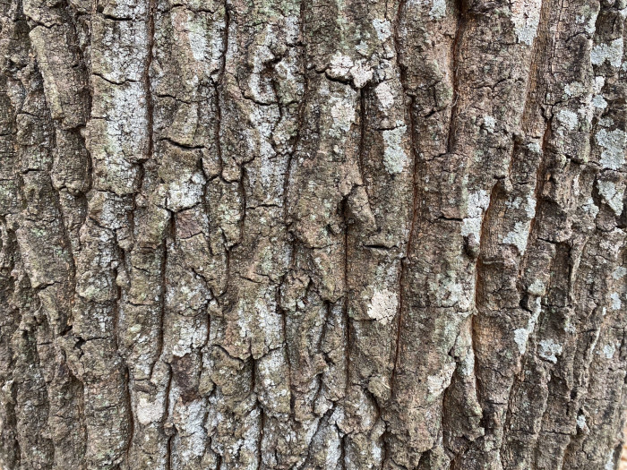 상수리나무 - Quercus acutissima Carruth.