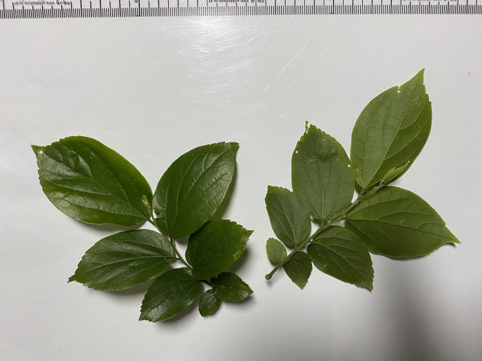 팽나무 - Chinese Hackberry, Celtis sinensis Pers.