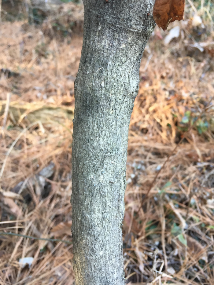 화살나무 - Burning Bush, Euonymus alatus (Thunb.) Siebold