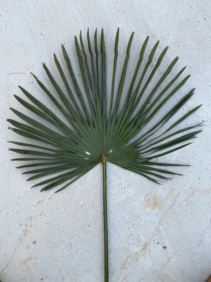 당종려 - Chinese windmill palm, windmill palm, Chusan palm, Trachycarpus fortunei