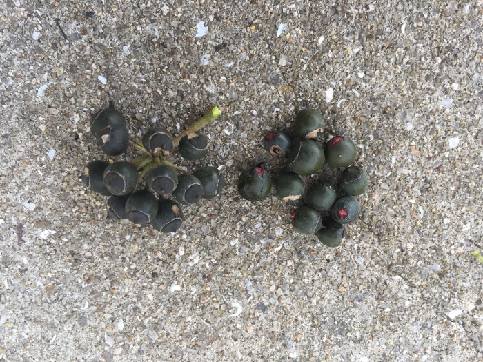 송악 - Japanese Evergreen Ivy, Hedera rhombea (Miq.) Bean