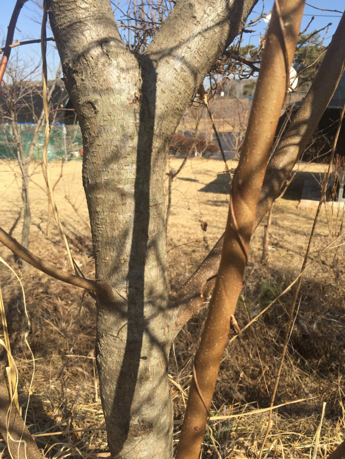 뜰보리수 - Elaeagnus multtiflora