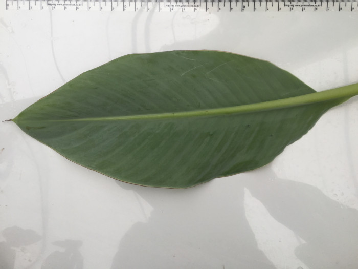 황금연꽃바나나 - Chinese yellow banana, Chinese dwarf banana, Golden lotus banana, Ensete lasiocarpum, Musella lasiocarpa