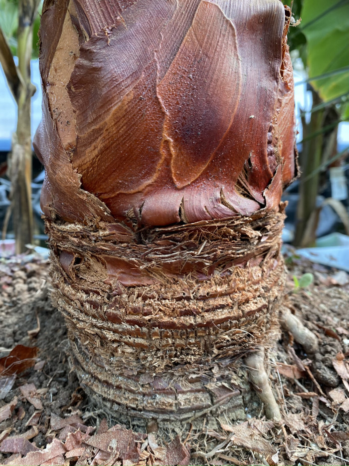 워싱턴야자 줄기 - Washington palm, California Fan Palm, Washingtonia filifera